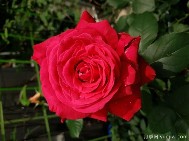 园林绿化工程常用大花月季品种介绍(图9) 园林绿化工程常用大花月季品种介绍(图9)