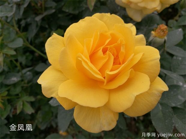 园林绿化工程常用大花月季品种介绍(图10) 园林绿化工程常用大花月季品种介绍(图10)