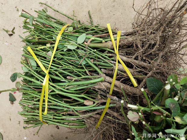 月季裸根苗什么时候批发和移栽合适?(图1) 月季裸根苗什么时候批发和移栽合适?(图1)