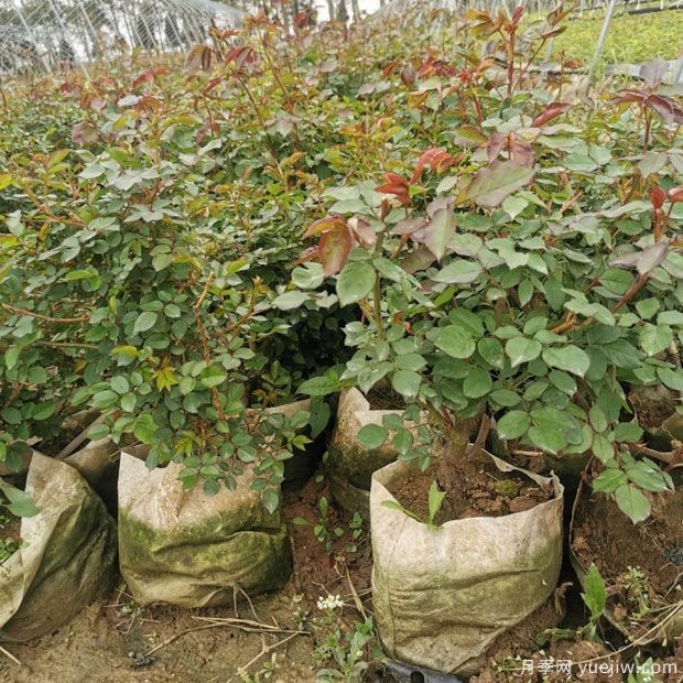 早春苗木植物养护详解(图1)