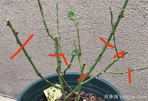 二月份月季花管理很重要，查漏补缺进入爆长期(图1)