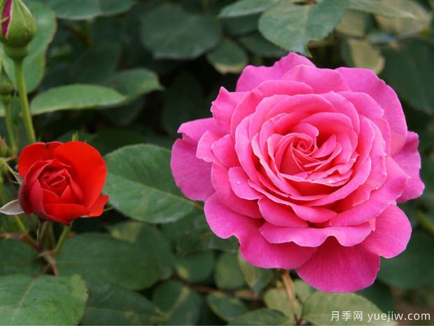 月季盆花要枝叶茂盛,合理施肥很重要(图1) 月季盆花要枝叶茂盛,合理施肥很重要(图1)