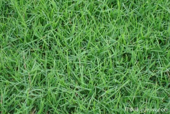 冬季草坪的养护要点哟哪些？做好7点(图1)