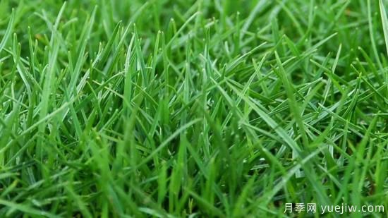 最全常用草坪品种和施工要点(图2) 最全常用草坪品种、优点缺点和施工要点(图2)