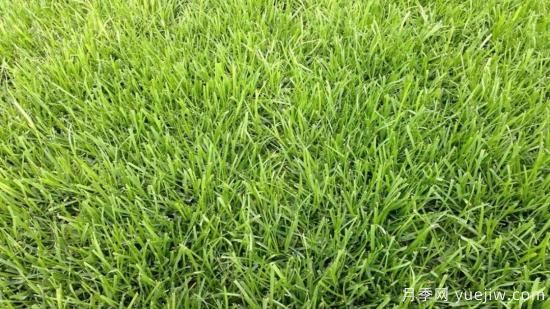 最全常用草坪品种和施工要点(图3) 最全常用草坪品种、优点缺点和施工要点(图3)