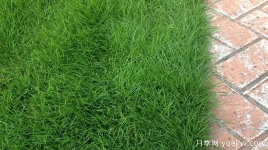 最全常用草坪品种和施工要点(图4) 最全常用草坪品种、优点缺点和施工要点(图4)