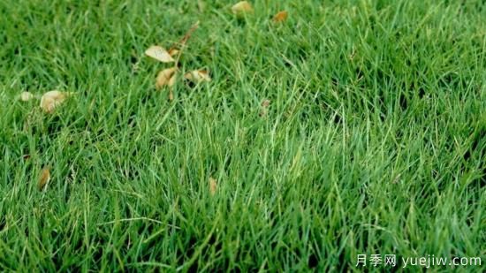 最全常用草坪品种和施工要点(图5) 最全常用草坪品种、优点缺点和施工要点(图5)