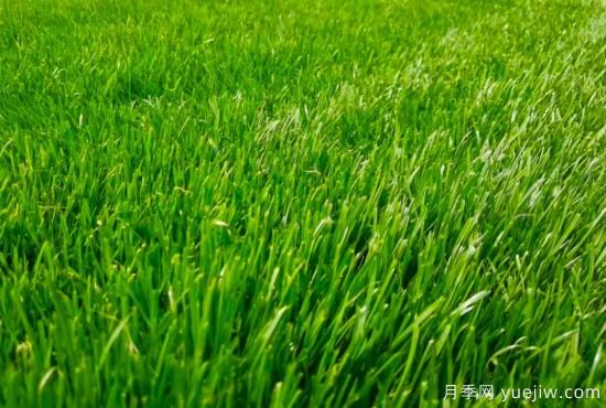 最全常用草坪品种和施工要点(图6) 最全常用草坪品种、优点缺点和施工要点(图6)