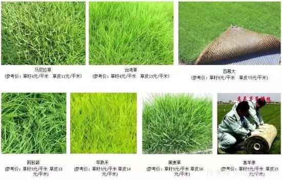 最全常用草坪品种和施工要点(图7) 最全常用草坪品种、优点缺点和施工要点(图7)