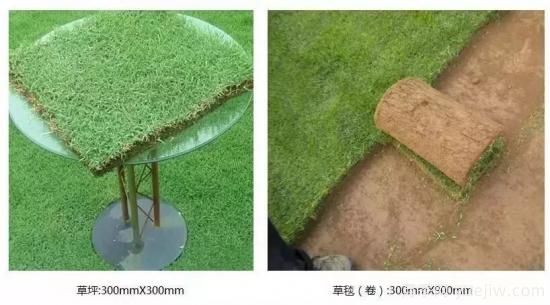 最全常用草坪品种和施工要点(图8) 最全常用草坪品种、优点缺点和施工要点(图8)