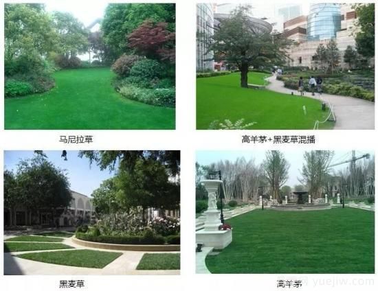 最全常用草坪品种和施工要点(图9) 最全常用草坪品种、优点缺点和施工要点(图9)