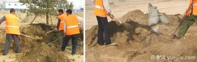 最全常用草坪品种和施工要点(图11) 最全常用草坪品种、优点缺点和施工要点(图11)