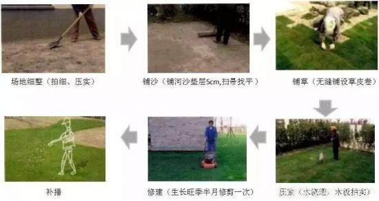 最全常用草坪品种和施工要点(图12) 最全常用草坪品种、优点缺点和施工要点(图12)