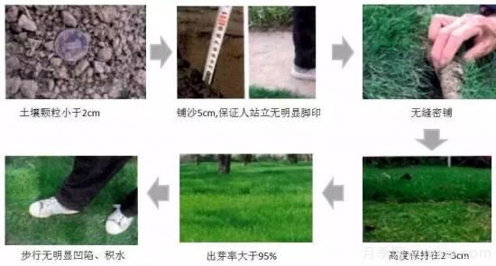 最全常用草坪品种和施工要点(图13) 最全常用草坪品种、优点缺点和施工要点(图13)