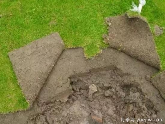 最全常用草坪品种和施工要点(图14) 最全常用草坪品种、优点缺点和施工要点(图14)