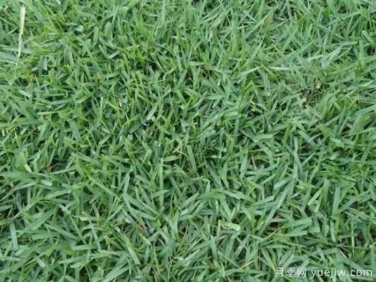 最全常用草坪品种和施工要点(图18) 最全常用草坪品种、优点缺点和施工要点(图18)