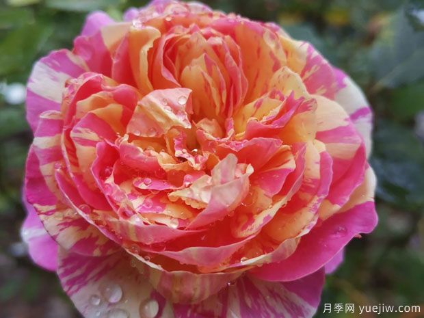 耐热三宝月季适合广东栽培的月季品种推荐(图3) 耐热三宝月季适合广东栽培的月季品种推荐(图3)