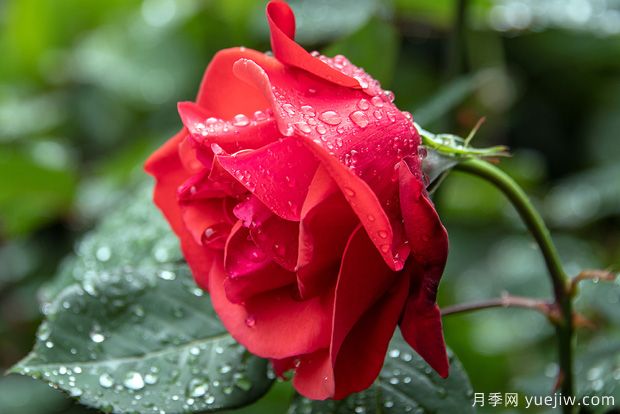 花卉行业有6大谎言，月季花友有没有交智商税(图1)