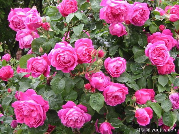 卡基纳达红月季(图1) 卡基纳达红月季(图1)