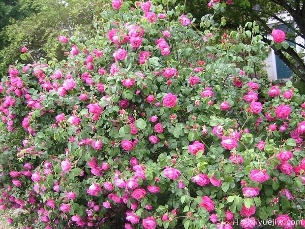 卡基纳达红月季(图2) 卡基纳达红月季(图2)