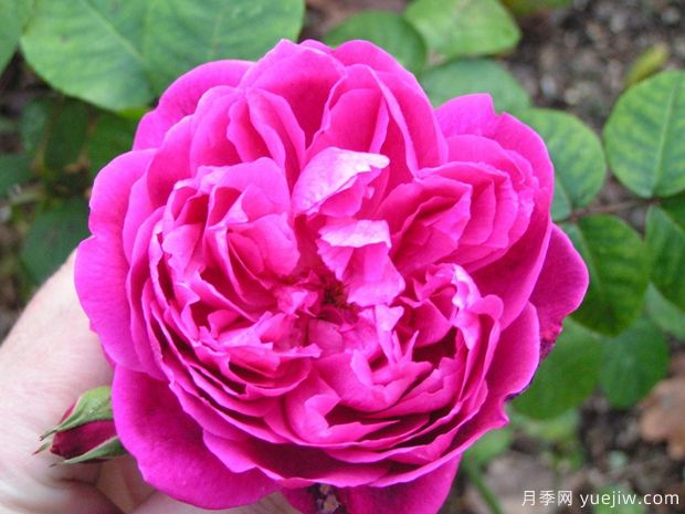 卡基纳达红月季(图3) 卡基纳达红月季(图3)