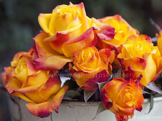 凯拉的愿望月季(图1)