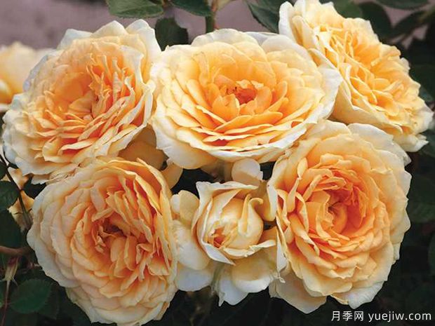 伊迪丝情人月季/伊迪丝宝贝月季(图2) 伊迪丝情人月季/伊迪丝宝贝月季(图2)