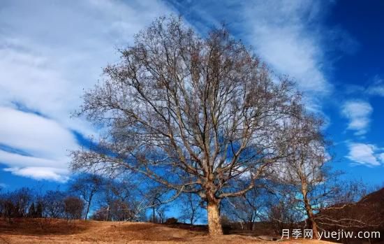 12个月份的园林设计与养护技术要点(图2)