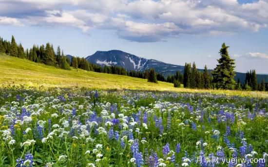 12个月份的园林设计与养护技术要点(图4)