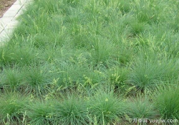  山东适合种植的20种草坪和地被植物(图1)