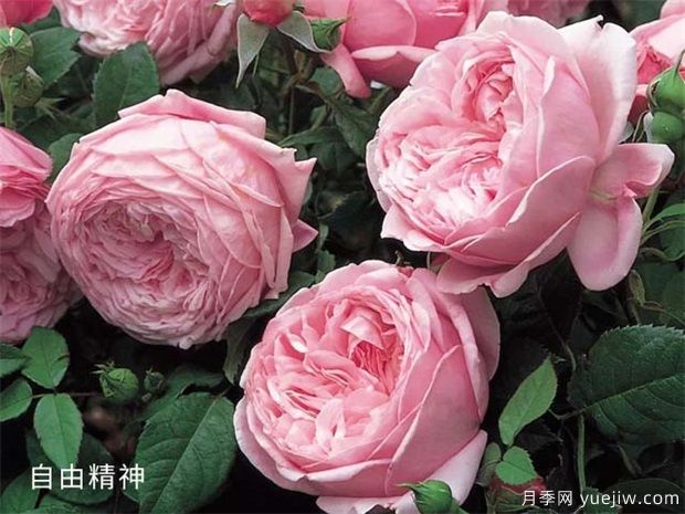 2025年热门20个经典藤本月季品种，喜欢做月季花墙(图8)