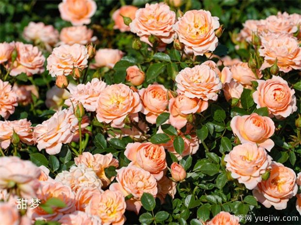 2025年热门20个经典藤本月季品种，喜欢做月季花墙(图9)