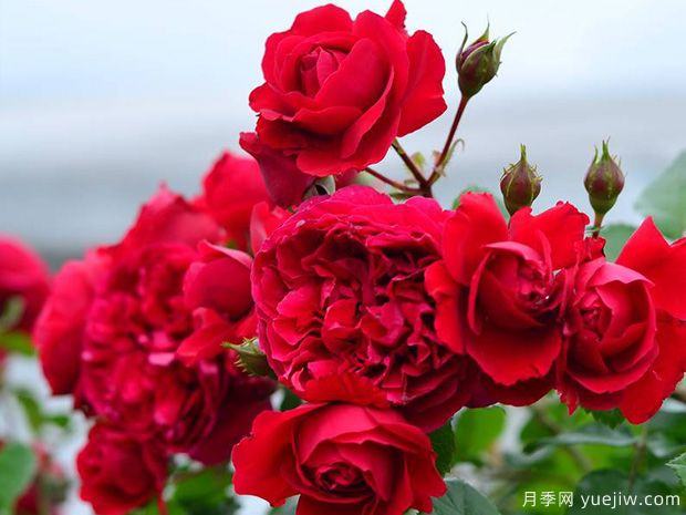 2025年热门20个经典藤本月季品种，喜欢做月季花墙(图13)