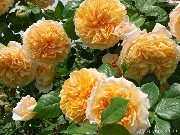 2025年热门20个经典藤本月季品种，喜欢做月季花墙(图14)