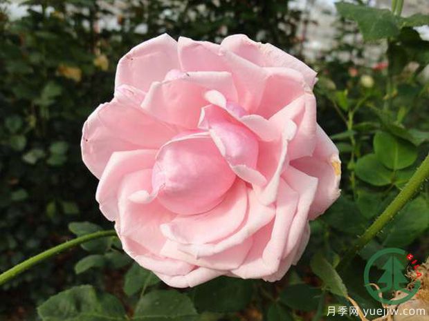 羽士妆月季(图2) 羽士妆月季(图2)