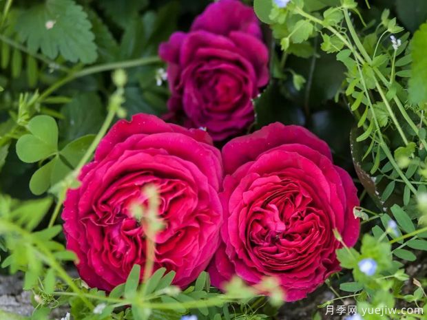 推荐5个抗病性强的藤本月季品种,新手轻松种植(图5) 推荐5个抗病性强的藤本月季品种,新手轻松种植(图5)