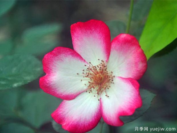 漂亮的吻月季(图1) 漂亮的吻月季(图1)