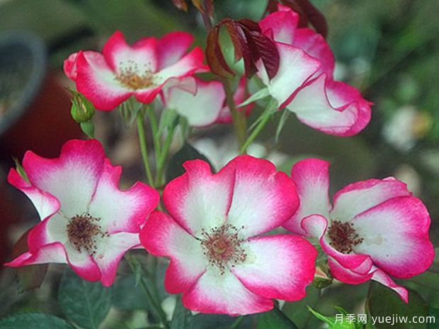 漂亮的吻月季(图2) 漂亮的吻月季(图2)