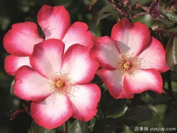 漂亮的吻月季(图3) 漂亮的吻月季(图3)