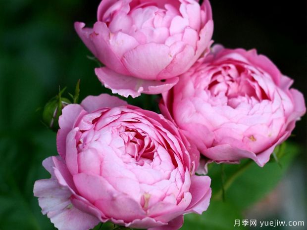 尚塔尔梅里厄月季(图2) 尚塔尔月季/尚塔尔梅里厄月季(图2)