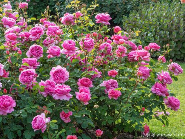 尚塔尔梅里厄月季(图4) 尚塔尔月季/尚塔尔梅里厄月季(图4)