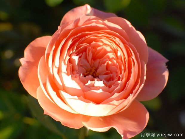 红桃皇后月季/红桃女王/红心皇后(图3)