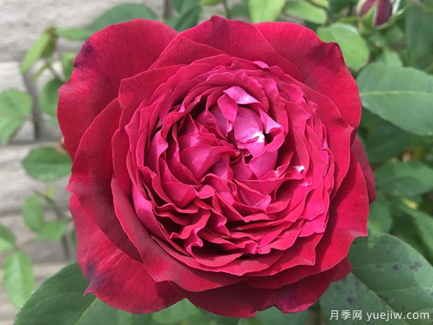 詹尼斯月季的优缺点是什么？(图1)