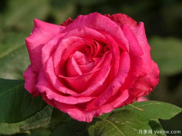 氮磷钾肥料对月季花的作用，氮的知识和使用(图1)