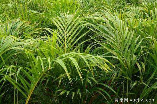 凤尾竹发黄发枯的原因有哪些?(图1) 凤尾竹发黄发枯的原因有哪些?(图1)