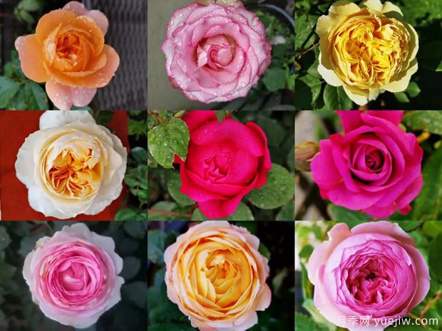 养月季花时,如何判断何时浇水?(图1) 养月季花时,如何判断何时浇水?(图1)