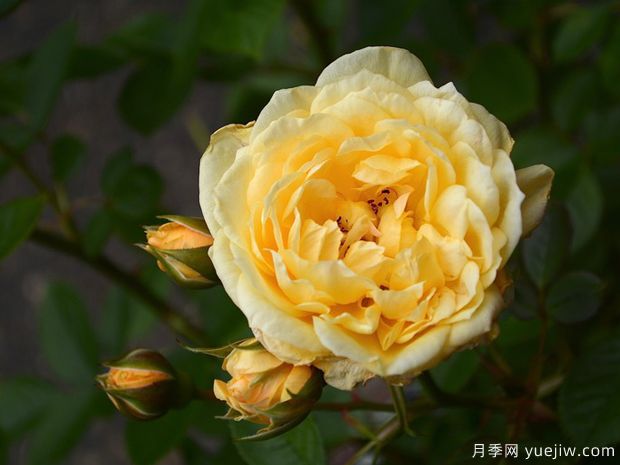 伊迪丝情人月季/伊迪丝宝贝月季(图4) 伊迪丝情人月季/伊迪丝宝贝月季(图3)