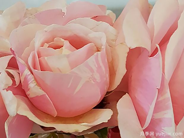 玫瑰人生月季(图2) 玫瑰人生月季(图2)