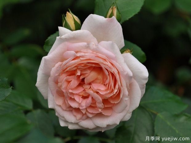 杏仁月季(图1) 杏仁月季/安摩拉多/阿玛雷托(图1)