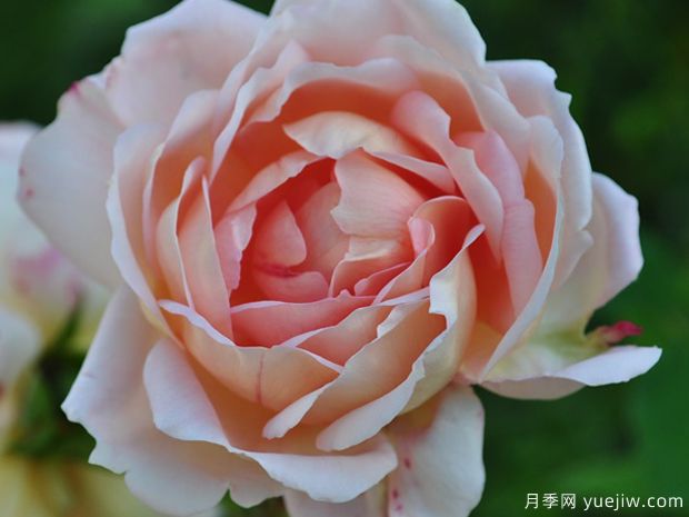 杏仁月季(图2) 杏仁月季/安摩拉多/阿玛雷托(图2)